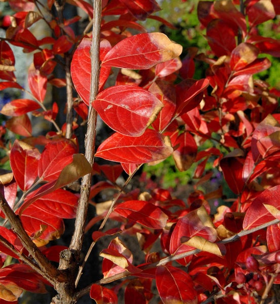 Nahaufnahme eines Strauchs mit roten Blättern im Herbst
