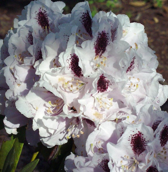 Nahaufnahme einer Rhododendronblüte mit Flecken