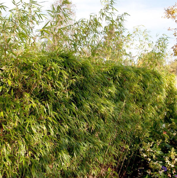 Dichter Bambus als natürliche Gartengrenze