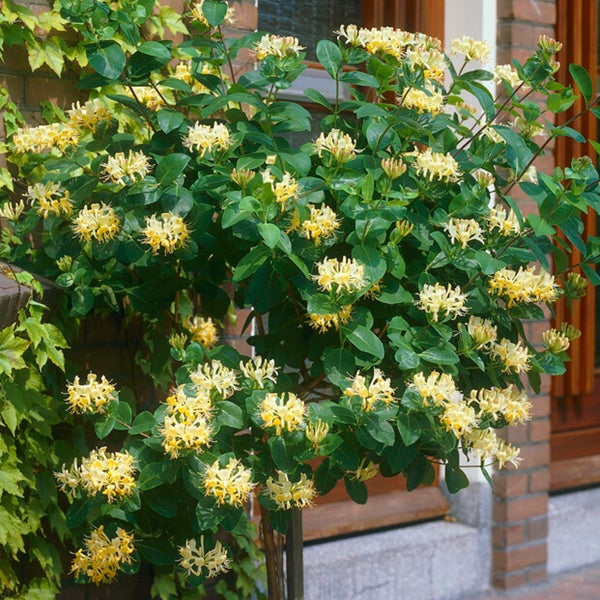 Bloomique - 2er-Set - Lonicera periclymenum - Wildes Geißblatt - Gelb - Kletterpflanzen - Gartenpflanzen - Winterhart - Topf 15 cm - 70-80 cm hoch