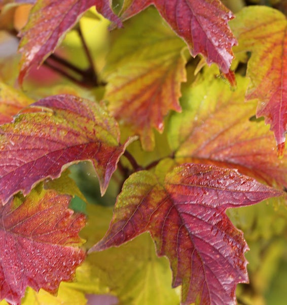 Nahaufnahme von herbstlichen Viburnum-Blättern mit Morgentau