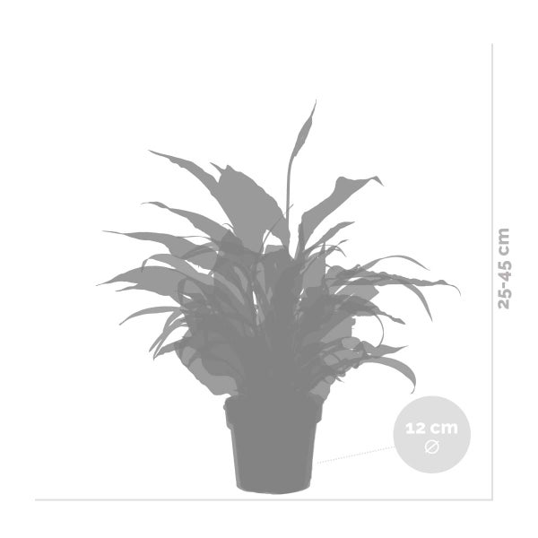 3x Badezimmerpflanzen Mix – Spatiphyllum-Asplenium-Chlorophytum – ⌀12 cm - ↕ 25-45 cm
