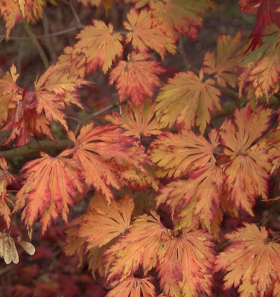 Nahaufnahme von Ahornblättern