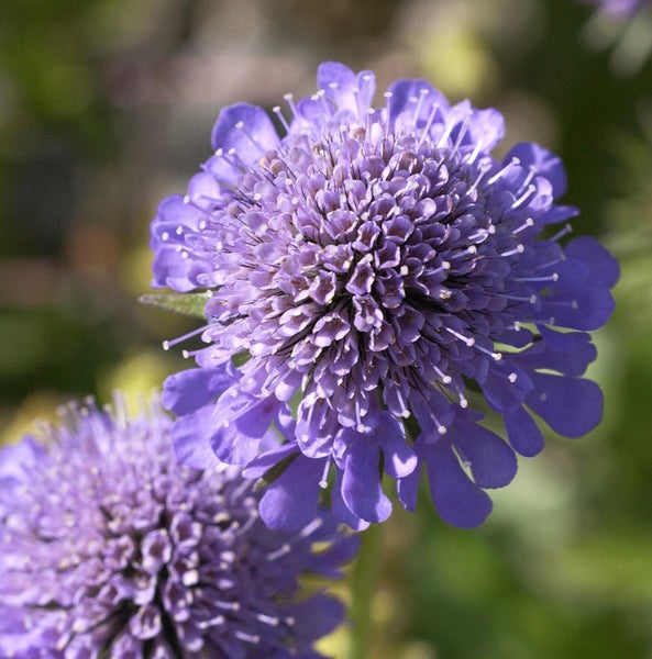 Nahaufnahme einer Scabiosa Blüte