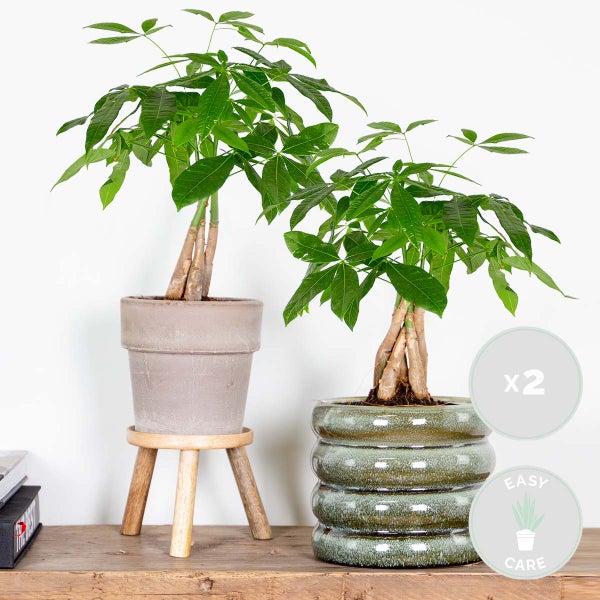 Bloomique - 2er Set - Pachira Aquatica - Glückskastanie - Zimmerpflanzen - Luftreinigend - Pflegeleicht - Höhe 25-35 cm - Topf 12 cm
