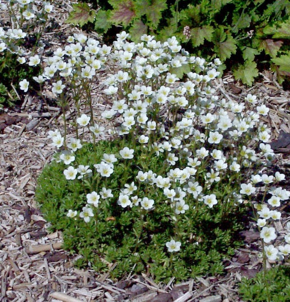 Blühende Teppich-Steinbrechpflanze im Garten