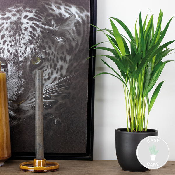 Bloomique - Dypsis Lutescens - Goldpalme - Areca - Palme - Zimmerpflanzen - Luftreinigend - Tierfreundlich - 30-40 cm Hoch - Topf 12 cm
