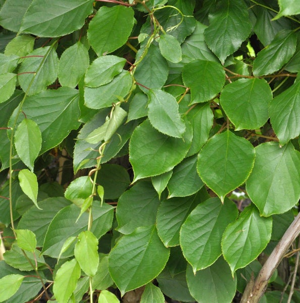 Nahaufnahme von Laub einer Kletterpflanze