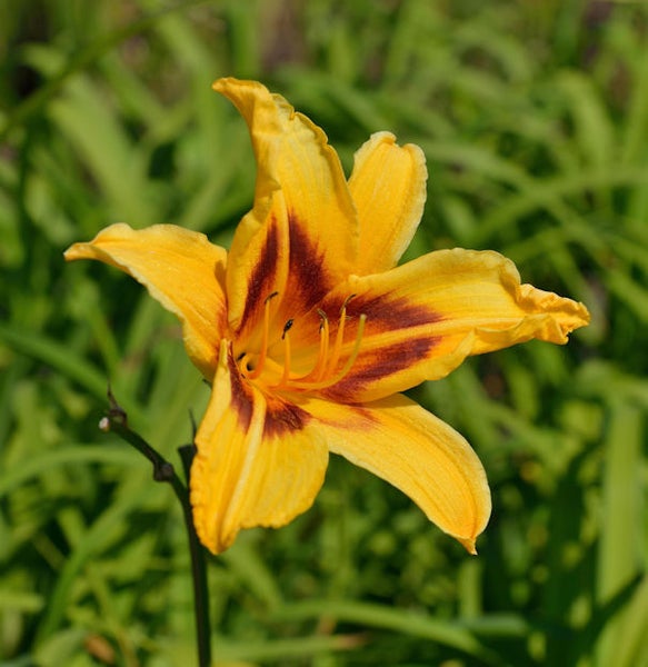 Gelbe Taglilienblüte im Detail