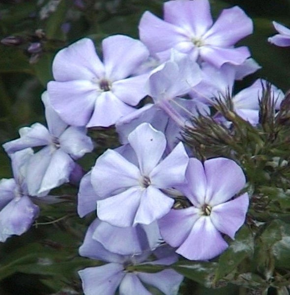 Nahaufnahme von Phlox-Blüten