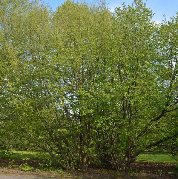 Haselnussstrauch im Garten