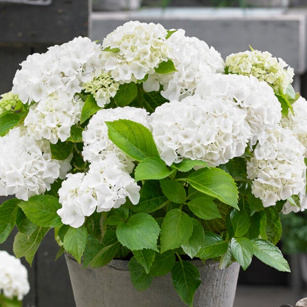 Bloomique - 3er-Mix - Hydrangea Macrophylla - Rosa, Blau, Weiß - Hortensie - Bauernhortensie - Gartenpflanzen - Winterhart - 20-30 cm Hoch - Topf 10,5 cm