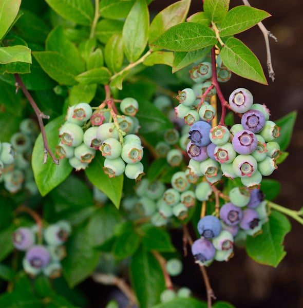 Nahaufnahme von Blaubeeren an einem Blaubeerstrauch mit grünen Blättern