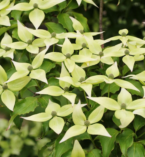 Blüten der Blumenhartriegel