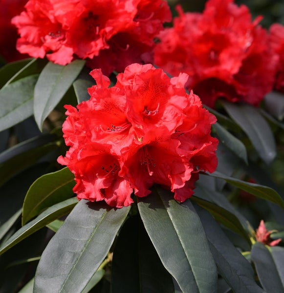 Nahaufnahme einer roten Rhododendronblüte mit Blättern