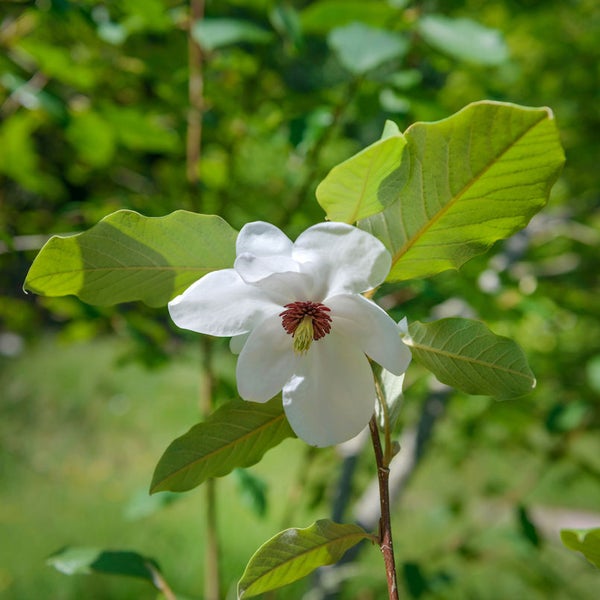Nahaufnahme einer blühenden Sternmagnolie im Garten.