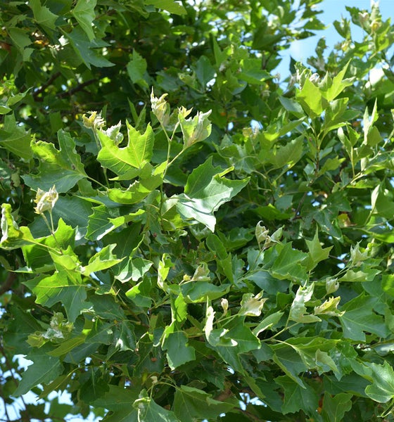 Nahaufnahme von Ahornblättern