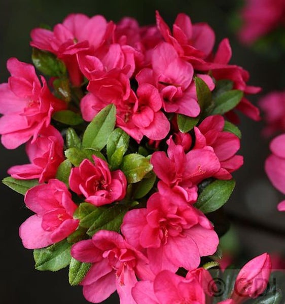 Azalee mit pinkfarbenen Blüten und grünen Blättern