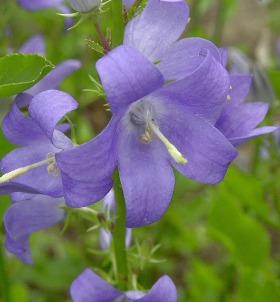 Nahaufnahme von Glockenblumen