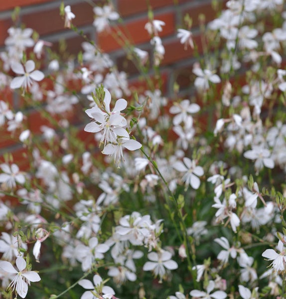 Gaura lindheimeri mit weißen Blüten vor einer Ziegelmauer