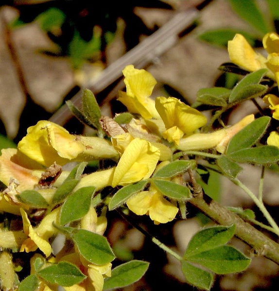 Blüten und Blätter einer Pflanze