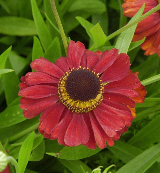 Nahaufnahme einer Sonnenbrautblüte mit braunem Blütenkopf und roten Blütenblättern