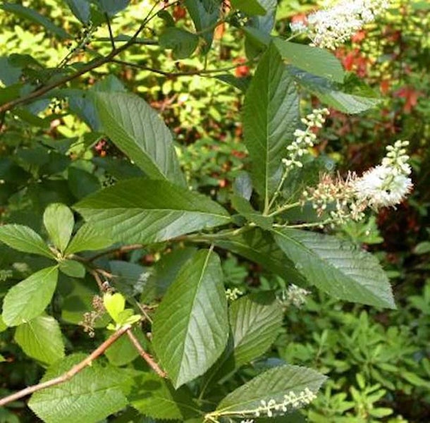 Blätter und Blüten einer Pflanze