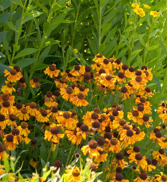 Blühende Sonnenbraut im Gartenbeet