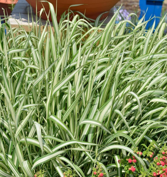 Pampasgras mit gestreiften Blättern