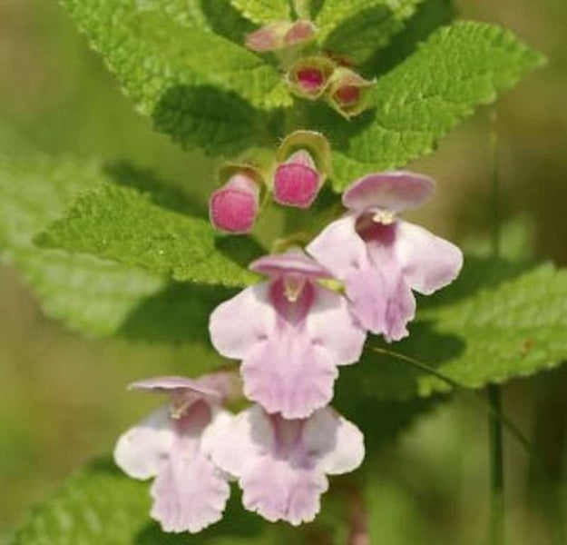 Kriechender Günsel Pflanze mit rosa Blüten und grünen Blättern