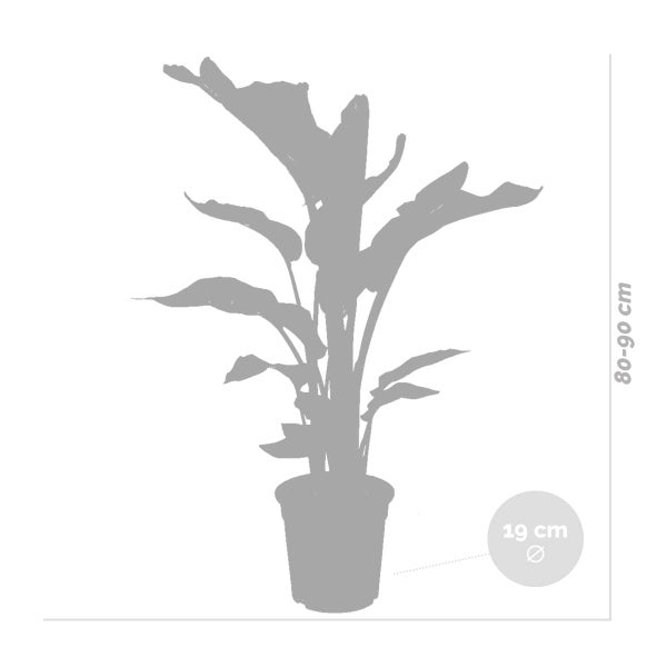 Strelitzie 'Nicolai' inkl. Jutekorb - Paradiesvogelpflanze - ⌀19 cm - ↕80-90 cm