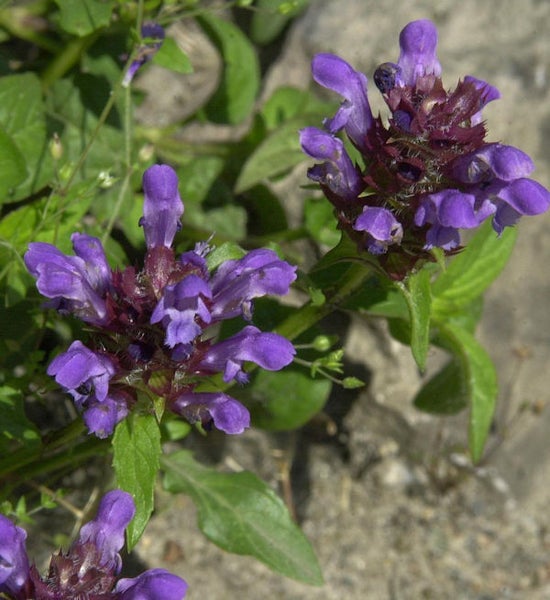 Nahaufnahme von blühendem Gemeinem Brunellenkraut