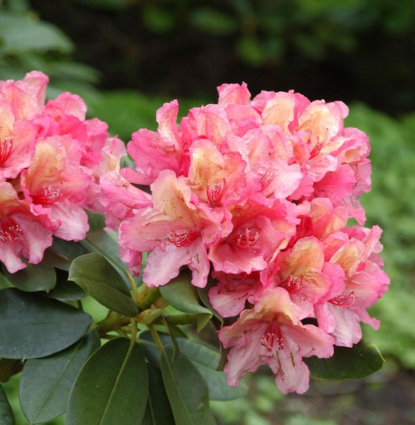 Nahaufnahme einer rosa blühenden Rhododendron Pflanze.