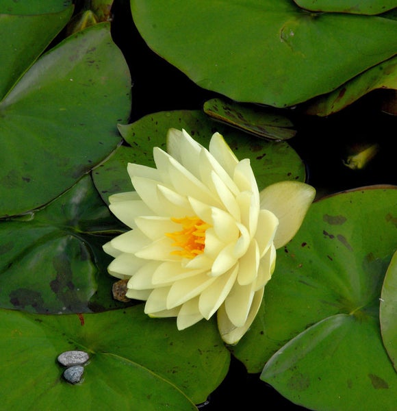 Nahaufnahme einer Seerose mit Blättern