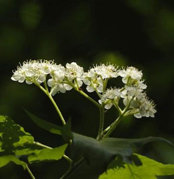 Blütenstand mit weißen Blüten und grünen Blättern