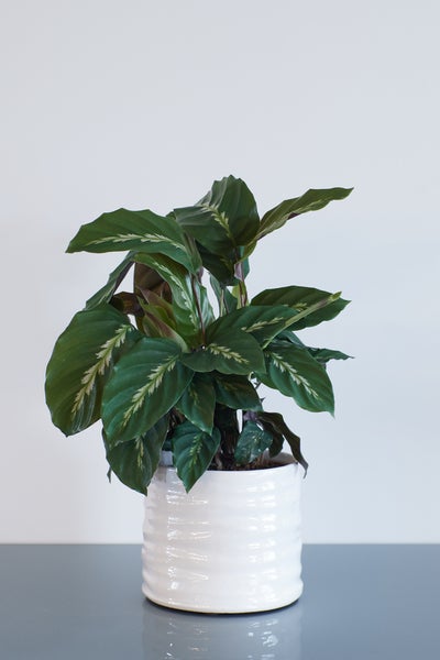 Bloomique - Calathea Medaillon - Pfauenpflanze - Zimmerpflanzen - Luftreinigend - Tierfreundlich - 60-70 cm Hoch - Topf 17 cm