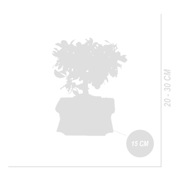 Bloomique - Bonsai Carmona - Kugelform - Bonsai-Baum - Zimmerpflanzen - Höhe 20-30 cm - 15 cm breit - inklusive Keramiktopf und Schale