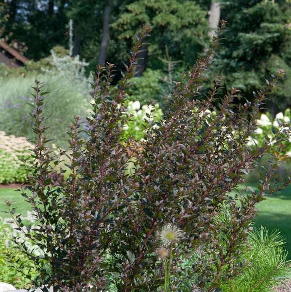 Zierstrauch mit dunkelrotem Laub im Garten.