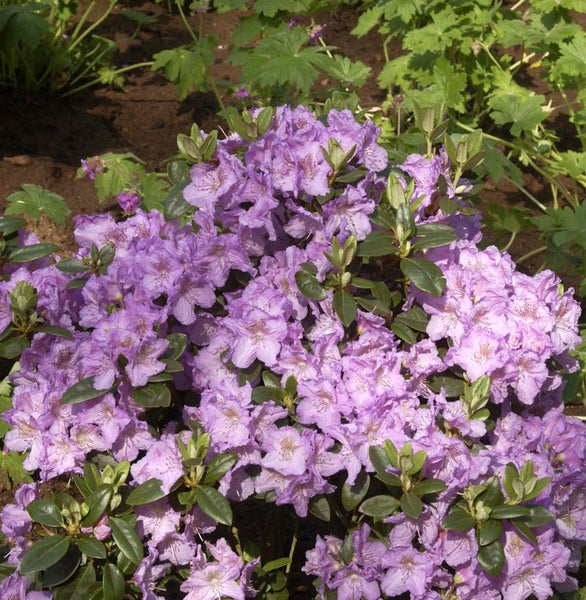 Blühender Rhododendron im Garten
