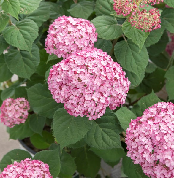 Nahaufnahme einer rosa Hortensienpflanze mit grünen Blättern