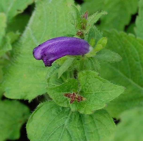 Nahaufnahme einer einzelnen purpurfarbenen Blüte mit grünen Blättern