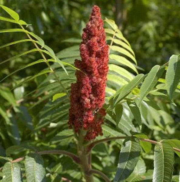 Essigbaum mit rotem Fruchtstand und grünen Blättern