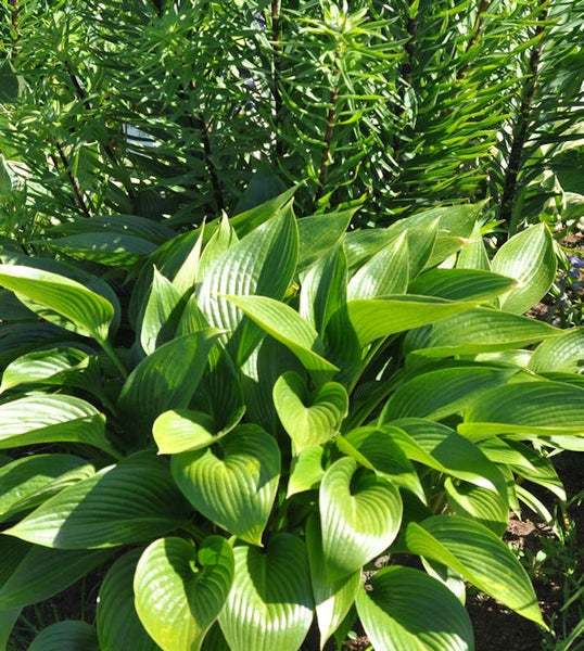 Nahaufnahme von Funkienblättern im Garten
