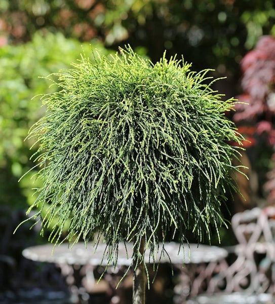 Kugelzypresse im Garten