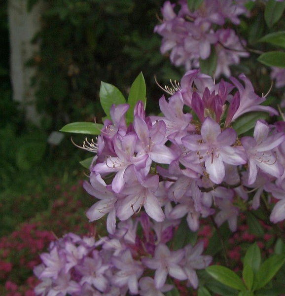 Nahaufnahme von Rhododendronblüten
