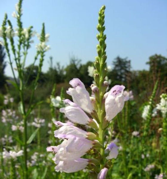 Physostegia virginiana Garten-Malvenblume im Bild