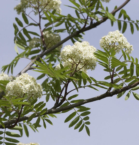 Blühender Ebereschenbaum mit weißen Blüten und grünen Blättern