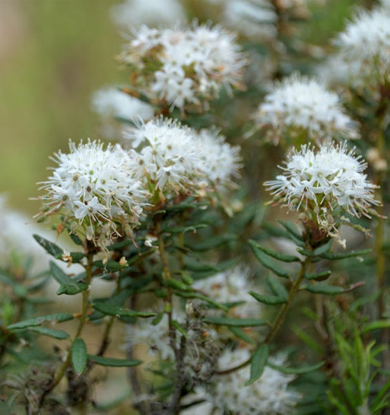 Blütenstände der Sumpfporst Pflanze mit Blättern