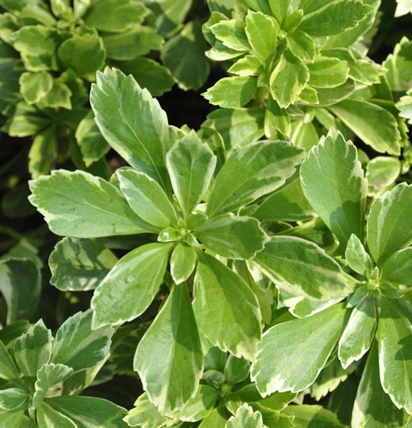 Immergrüne, breitblättrige Elfenblume für den Garten.