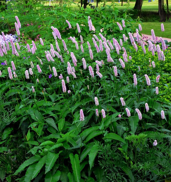 Wiesenknöterich Pflanzen im Gartenbeet
